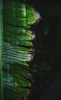 Close-up of plant growing in forest