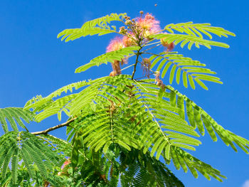 Low angle view of coconut palm tree against blue sky