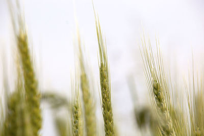 Close-up of wheat growing on field