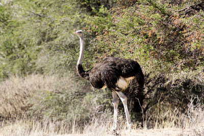 Side view of a bird on grass