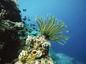 School of fish by reef in sea