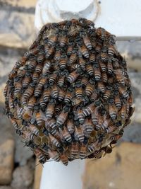 Close-up of bees on man holding umbrella