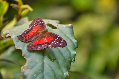 Close-up of butterfly on leaf