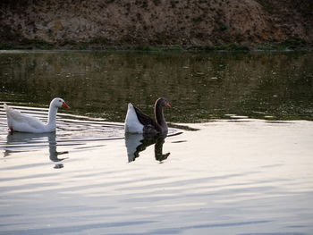 Swans swimming in lake