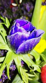 Close-up of purple flowers