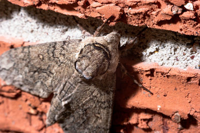 Close-up of lizard on rock