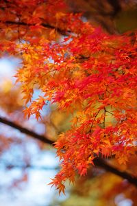 Low angle view of maple tree during autumn