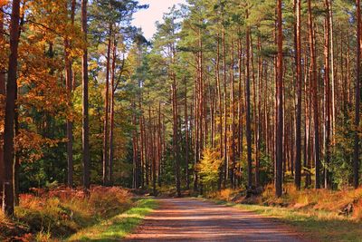 Road amidst trees in forest during autumn