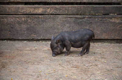 Young pig on the farm 