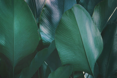 Full frame shot of green leaves