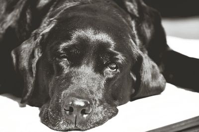 Close-up portrait of a dog