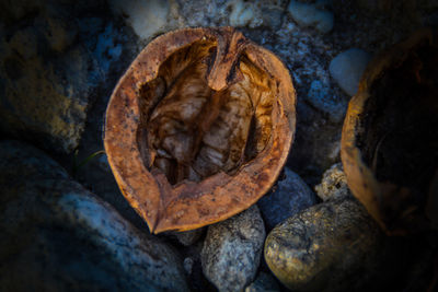 Close-up of nut on stones