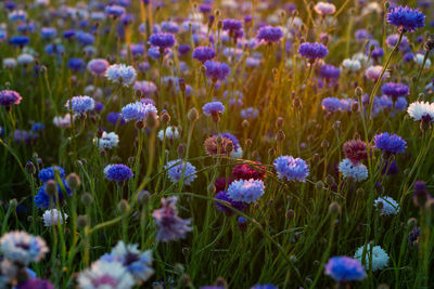 Close-up of purple crocus flowers on field