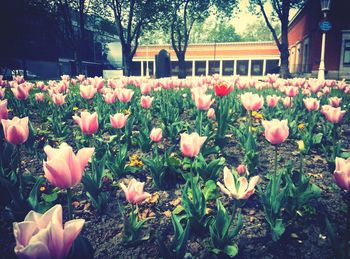View of flowers growing in park