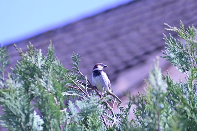 Bird perching on a plant