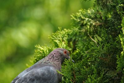 Close-up of bird