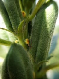 Close-up of insect on flower