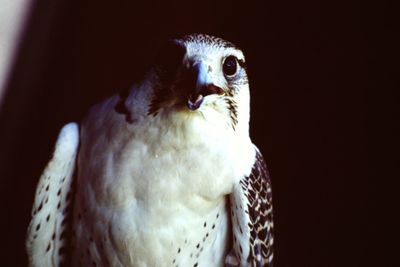 Close-up of owl perching outdoors