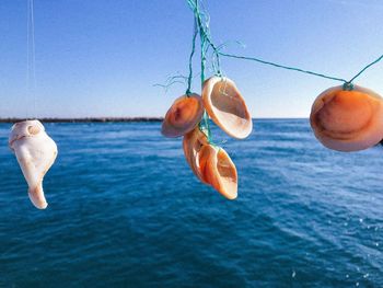 Close-up of chocolate hanging on sea against clear blue sky