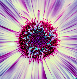 Macro shot of pink flower pollen