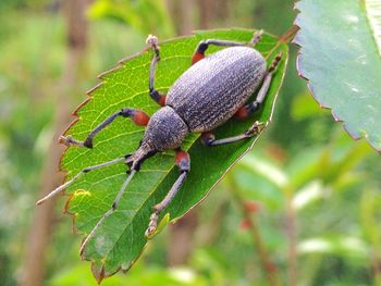 Close-up of insect on plant