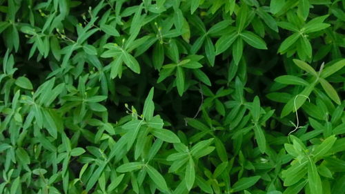 Full frame shot of plants