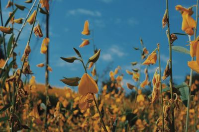 Close-up of yellow flowering plants on field against sky