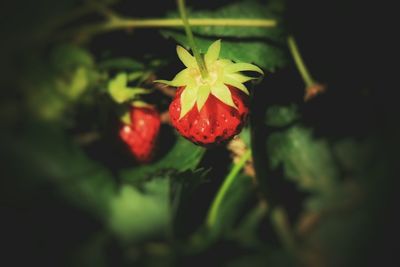 Close-up of red flower