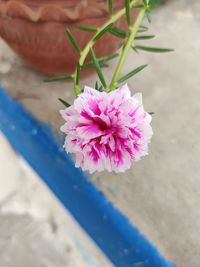 High angle view of pink flower pot