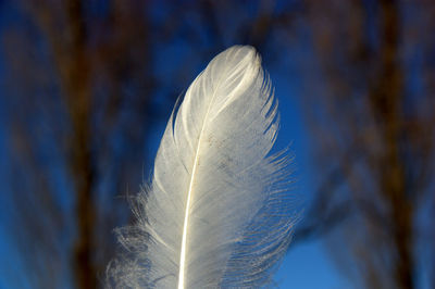 Close-up of feather against blue sky