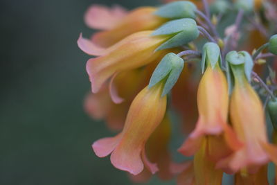 Close-up of flowering plant