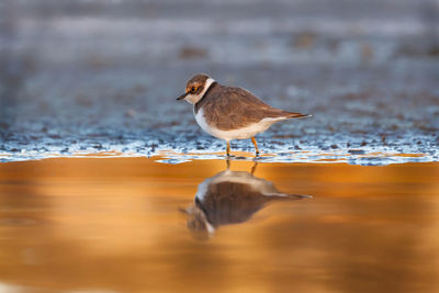 Seagull perching on a lake