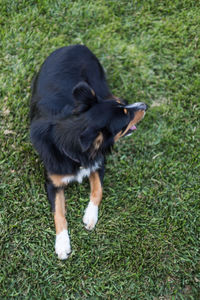 Dog on field