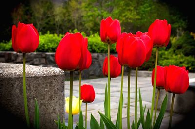 Red poppy blooming in field