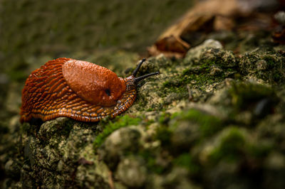 Close-up of snail on rock