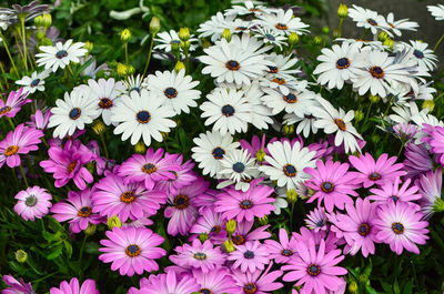 High angle view of purple flowers