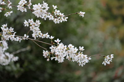 Close-up of white cherry blossom tree