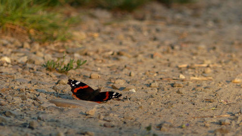 High angle view of butterfly on land