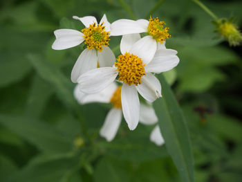 Close-up of white flowering plant