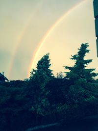 Rainbow over trees