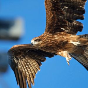 Low angle view of owl against clear sky