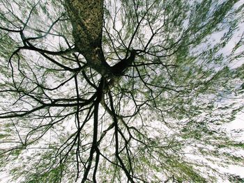 Low angle view of tree in forest