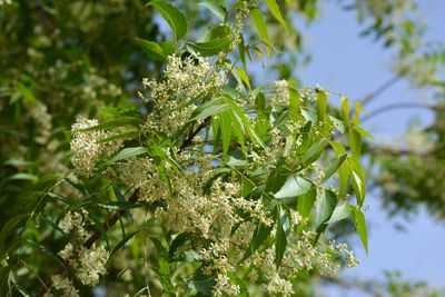 Medicinal ayurvedic azadirachta indica or neem leaves and flowers