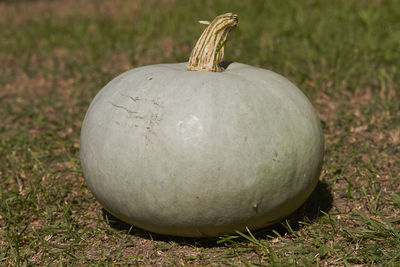 Close-up of pumpkin on field