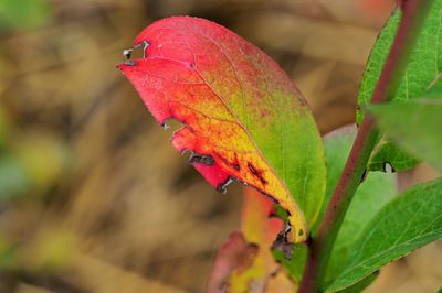 Close-up of parrot on leaf