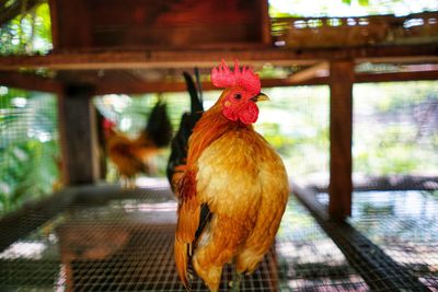 Close-up of rooster in cage