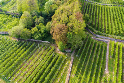 High angle view of corn field