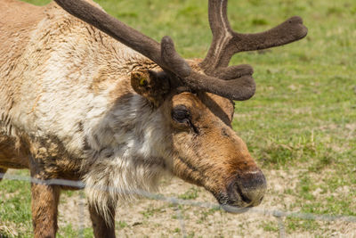 Close-up of deer on field