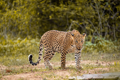 View of a tiger