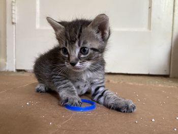 Portrait of tabby sitting on floor